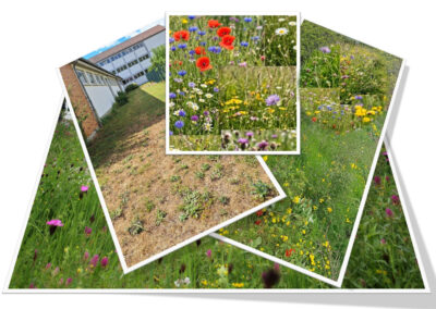 Die fächerförmige Collage zeigt im linken Hintergrund den langgestreckten Grünstreifen direkt neben dem Schulgebäude, auf dem die Wildblumenwiese angelegt wurde. Mehrere Detailaufnahmen im Vordergrund präsentieren die bunte Vielfalt der blühenden Wiese mit roten Mohnblumen, blauen Kornblumen und gelb-weißen Wiesenblumen als lebendigen Lebensraum für Insekten.